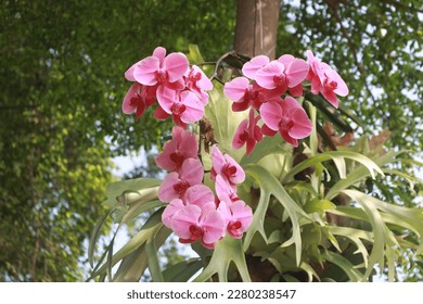 Phalaenopsis amabilis, commonly known as the moon orchid or moth orchid in India and as anggrek bulan in Indonesia, is a species of flowering plant in the orchid family Orchidaceae.