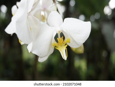 Phalaenopsis aphrodite, beautiful orchid flower