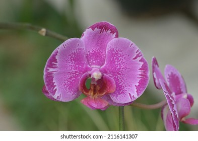 Phalaenopsis aphrodite HG Reichenbach (scientific name: Phalaenopsis aphrodite HG Reichenbach) is a plant of the Orchidaceae, Phalaenopsis genus, with 3-4 or more leaves, oval or sickle-shaped oblong.