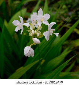 Phalaenopsis aphrodite, white flowers blooming, fragrant
