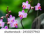 Phalaenopsis (Blume 1825) is a genus of approximately 60 species of orchids (family Orchidaceae). The abbreviation in the horticultural trade is Phal