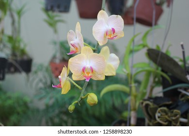 Phalaenopsis Chibae