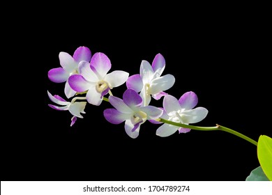 [phalaenopsis equestris] Orchids are blooming, with beautiful purple and white inflorescences, with leaves in the lower right corner on a black background.