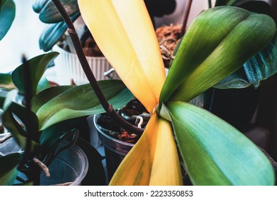 Phalaenopsis leaves turn yellow, sick orchid plant on windowsill, root rot issue in winter season - Shutterstock ID 2223350853