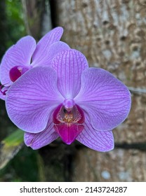 Aphrodite’s phalaenopsis, moon orchid. One of the three notional flowers of indonesia, is known for its simplicity and symbol of peace.