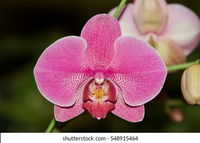 Phalaenopsis Or Moth Orchid