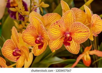 Phalaenopsis Orchid Blooms Stock Photo 1203457567 | Shutterstock