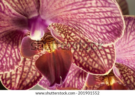 Phalaenopsis Names