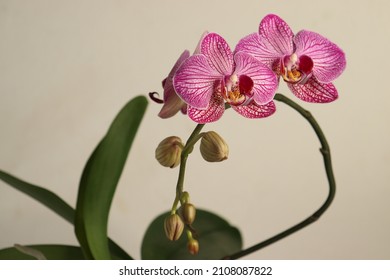 Phalaenopsis Orchid flowers close-up on a light background. Pink, purple flowers bloomed on a branch of an orchid. Indoor plant. Gift for Valentine's Day, International Women's Day. Floriculture. 