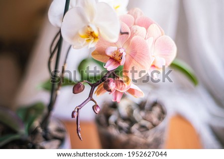 Phalaenopsis orchid flowers white pink, growing ornamental plants at home, orchid flower close-up, delicate light Phalaenopsis flower