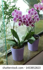 Phalaenopsis orchid in lilac and purple color, in store window for sale.