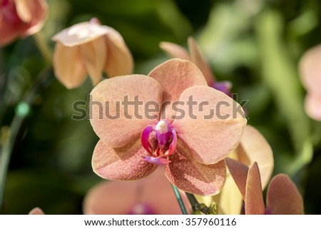 Moth Orchid Toxicity