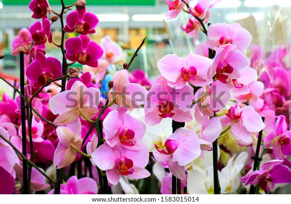 Phalaenopsis Orchid pink flowers \
in the store. Potted orchidea. Many flowering plants, nature floral\
background. Beautiful flowers at greenhouse. Flower shop, market.\
