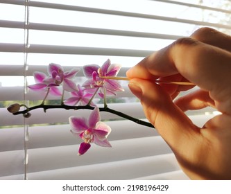 Phalaenopsis Orchid Pollination, Pink Equestris Orchid Flowers, Orchid Seed Pods And Orchid Pollination Process At Home