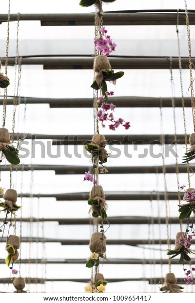 Phalaenopsis Orchid Pots Hanging Ceiling Stock Photo Edit Now