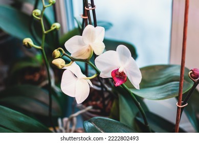 Phalaenopsis orchids blooming in winter, flowering houseplants care - Shutterstock ID 2222802493