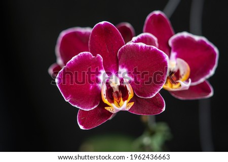 Phalaenopsis Orchids - Burgundy Petals, yellowwhite labellum