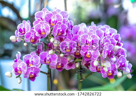 Phalaenopsis orchids flowers bloom in spring adorn the beauty of nature, a rare wild orchid decorated in tropical gardens