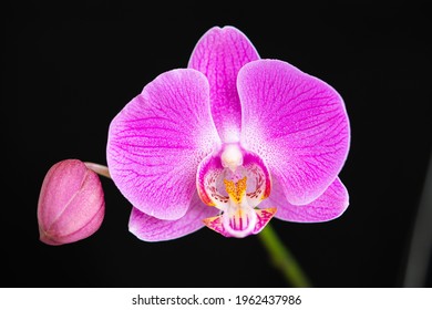 Phalaenopsis Orchids Fuchsia Petals Stock Photo 1962437986 | Shutterstock