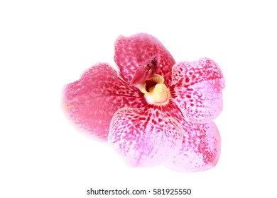 Phalaenopsis Pink