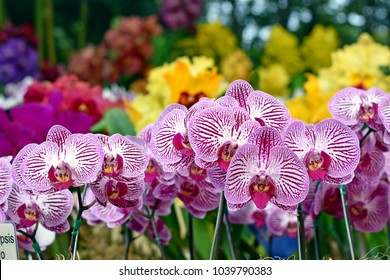 Phalaenopsis Sogo Vivien Orchids