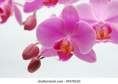 Phalaneopsis orchid coming to the bloom - Shutterstock ID 49478143