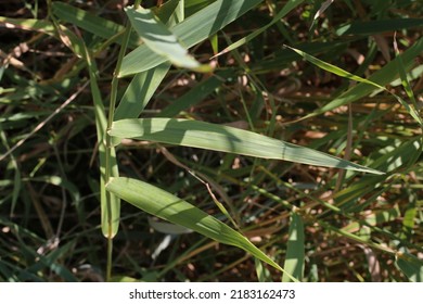 Phalaris arundinacea, Reed canary grass, Poaceae. 