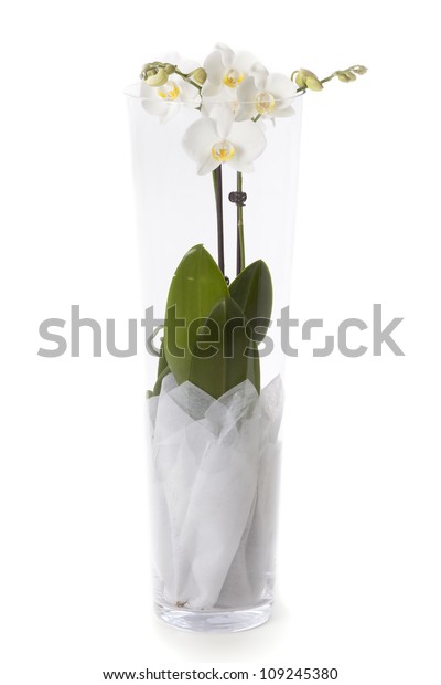 Phaleanopsis Orchid Glass Vase Stock Photo Edit Now 109245380