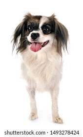 328 Phalene dog Images, Stock Photos & Vectors | Shutterstock