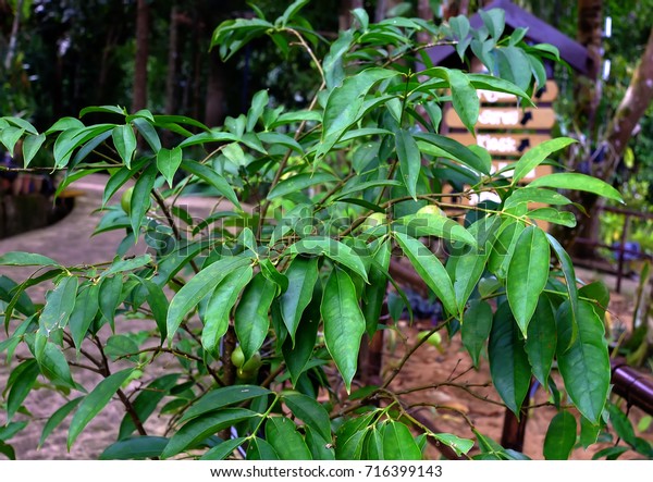 phaleria macrocarpa diabetes mellitus