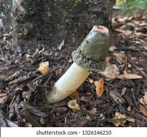 Dog Pecker Mushroom Pictures