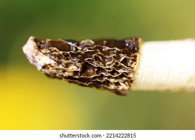 Phallus Hadriani, Commonly Known As The Dune Stinkhorn Or The Sand Stinkhorn Is A Species Of Fungus In The Phallaceae (stinkhorn) Family.