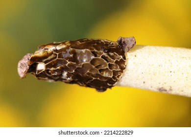 Phallus Hadriani, Commonly Known As The Dune Stinkhorn Or The Sand Stinkhorn Is A Species Of Fungus In The Phallaceae (stinkhorn) Family.