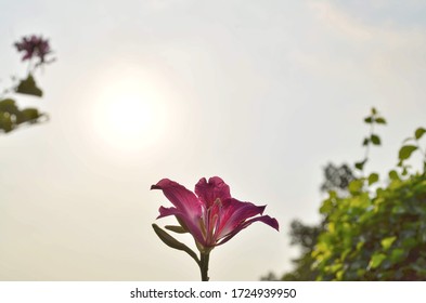 369 Phanera purpurea Images, Stock Photos & Vectors | Shutterstock