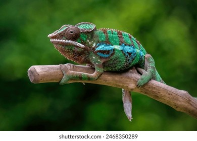 Phantera chameleon on branch in nature background - Powered by Shutterstock