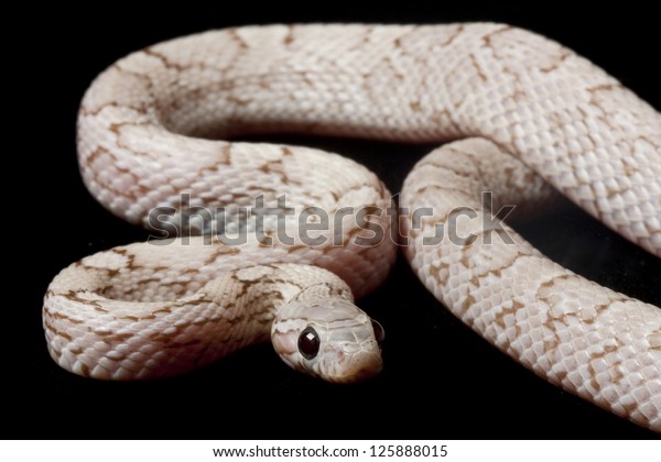 Phantom Corn Snake Elaphe Guttata Guttata Stock Photo Edit Now 125888015