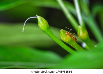 A Pharaoh Ant Closeup Shot Sitting On A Flower Bud 