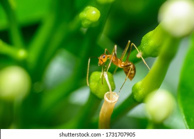 A Pharaoh Ant On Top Of A Flower Part A Pharaoh Ant 