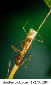 Pharaoh Ant Sitting On Top Of A Plant Part