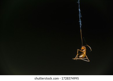 A Pharaoh Ant Trapped In A Spider Web