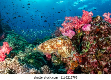 Pharaoh Cuttlefish laying eggs on a colorful tropical coral reef - Shutterstock ID 1166215798