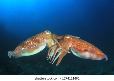 Pharaoh Cuttlefish Mating 