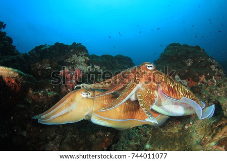 Pharaoh Cuttlefish pair underwater