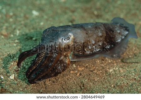 Pharaoh cuttlefish resting on sandy seafloor in Anilao Philippines