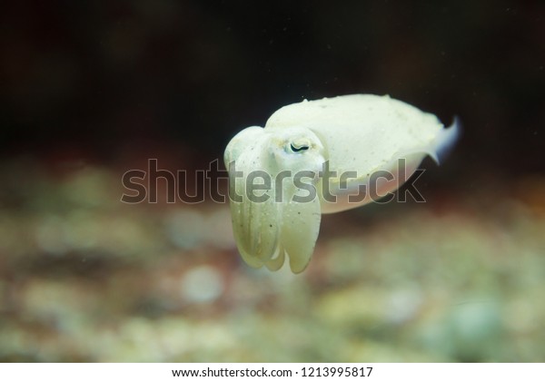 Pharaoh Cuttlefish (Sepia pharaonis) expands and\
contracts muscle rings around sac colors in order to show different\
colors. It is typically consumed as dried, shredded cuttlefish,\
popular snack food