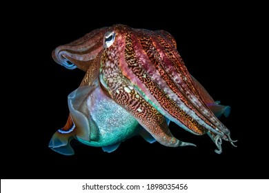 Pharaoh Cuttlefish (Sepia pharaonis) on a dark tropical coral reef in Thailand (Richelieu Rock).
