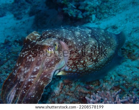 Pharaoh cuttlefish while diving sipadan