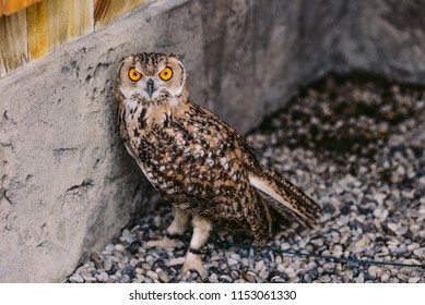 Pharaoh Eagleowl Bubo Ascalaphus Species Owl Stock Photo 1153061330 ...