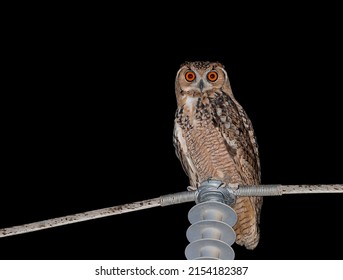 Pharaoh Eagle-owl (Bubo Ascalaphus) Is A Species Of Owl In The Family Strigidae