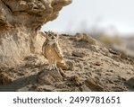 The Pharaoh eagle-owl has a mottled plumage and large orange-yellow eyes